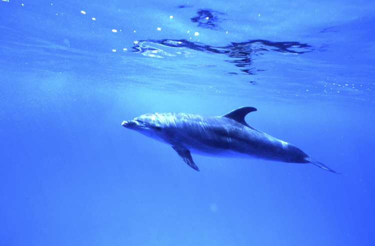 Angelee image;underwater;diving;dolphin;single;CAYMAN BRAC;CAYMAN IS.;F260 11B 2